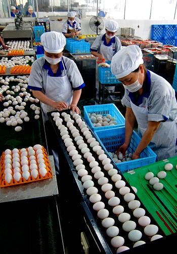 6月5日,浙江武义县田歌实业有限公司员工在包装绿色禽蛋制品。