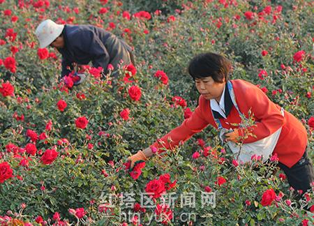 云南玉溪:种下玫瑰300亩 好看好吃好换钱