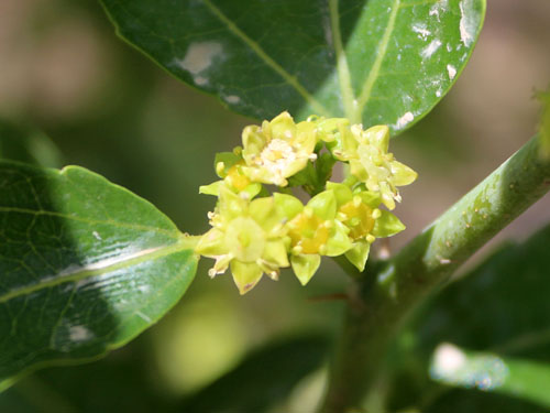 �½����ţ����������ɳĮ��Եʮ����6.5��Ķ�������ʢ����