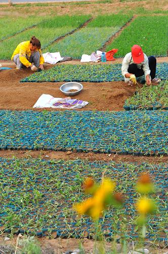 67գɽʡֺ򻨻ľֲصĻũ΢ͻֲɡ