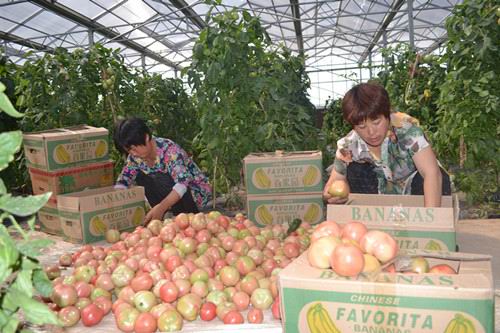 �����������۳����ŵ���ũ���߲˺������ﵱ����