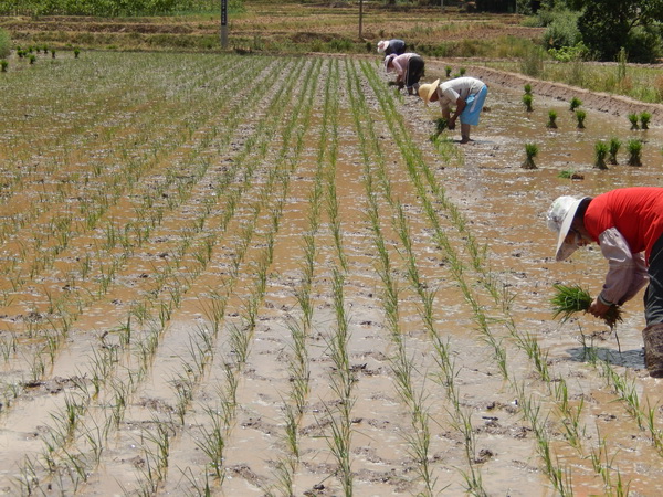 云南漾濞县桑不老村民正在栽秧