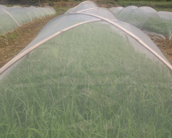 云南麻栗坡县八布乡水稻旱育秧苗长势良好