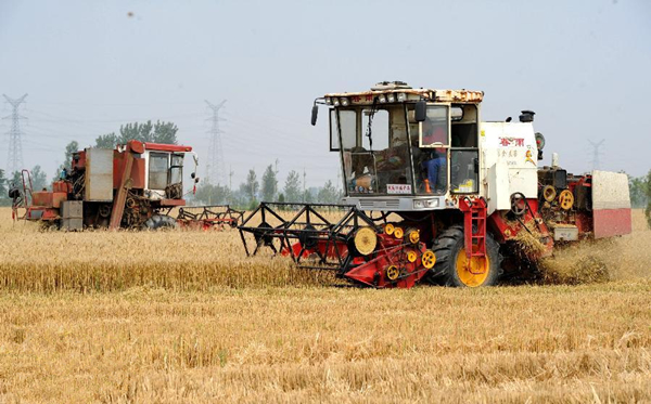 6月9日,联合收割机在河北南皮县西五拨村“渤海粮仓”核心示范区麦田里作业。