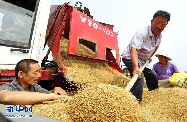 6月9日,农民在河北南皮县西五拨村“渤海粮仓”核心示范区收获小麦。