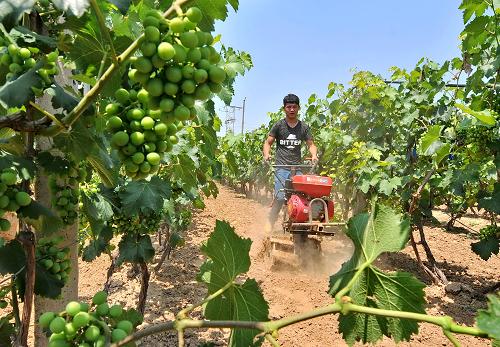 �ӱ�ʡ���أ�ʢ�Ĺ�������æ