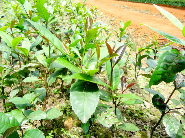 ��Ʒ�ֲ��糤������