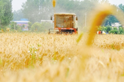 河南洛阳今年预计收获小麦102万吨 晚种影响收成