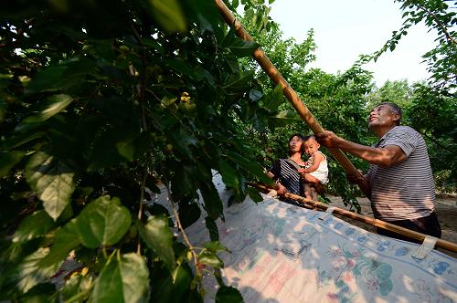 ɽĽػƺӹʵɭֹ԰ɣ԰ũΪοʹɣ610㣩