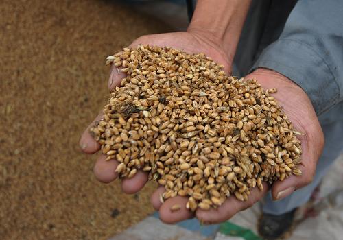 6��11�գ�ɽ��ʡ��ׯ��ɽͤ����ׯ��ũ����������չʾù���С��