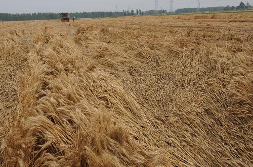 6��11�գ�ɽ��ʡ��ׯ��ɽͤ����ׯ��ũ��ð���ո����С��