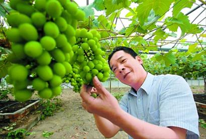 每亩大棚地只种7株 节地节水节肥省劳力 上海嘉定马陆农民种出“万元葡萄树”