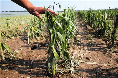 κׯϵرϵһƬ׵Ҳ衣