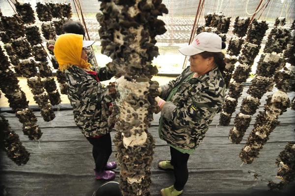 黑龙江林口玉米芯栽培黑木耳喜获丰收