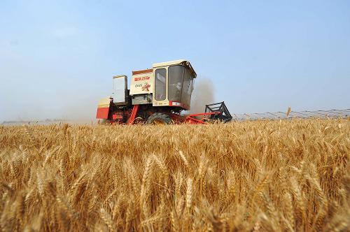 ɽ��С���ջ���ų�