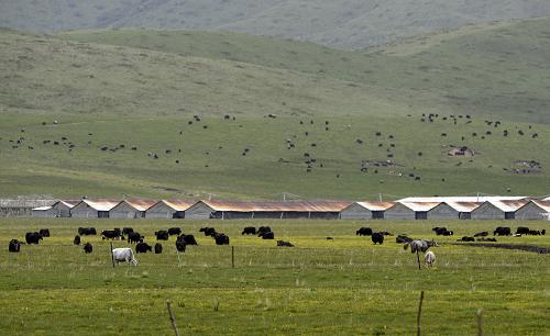 ÕâÊÇËÄ´¨Ê¡ºìÔÏØÚöϪÕòÄÁ³¡Ò»½Ç£¨6ÔÂ16ÈÕÉ㣩¡£