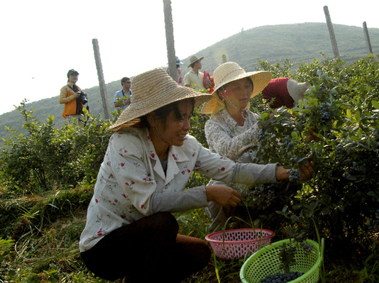 ®طɽֻԽݮֲ԰ժݮ