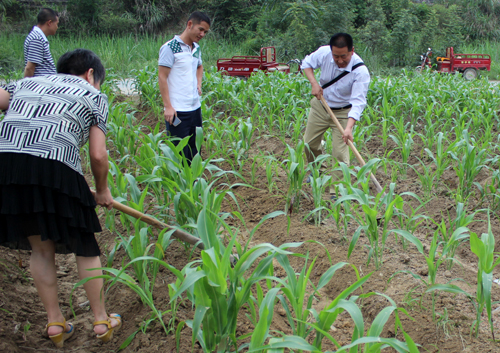 广西南丹县做好红高粱田间管理,保证稳产增收
