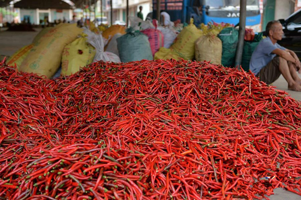 广西南宁邕宁区:辣椒滞销 最低3角钱一斤