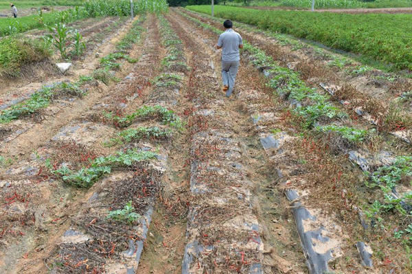 在广西南宁市邕宁区蒲庙镇新生村,一块辣椒地已改种西瓜(6月17日摄)。