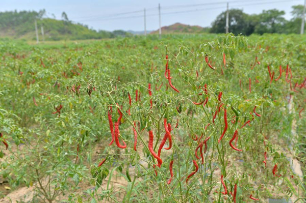 在广西南宁市邕宁区蒲庙镇新生村,成熟的红线椒无人采摘
