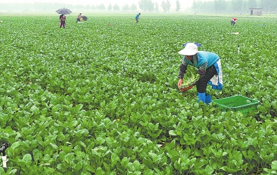 �ӱ�ͩ���أ���ũϲ�����