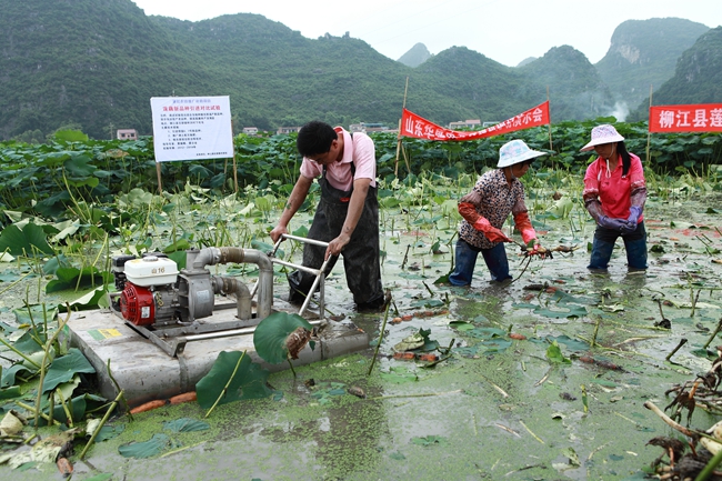 广西柳江县:1:20的劳动量 莲藕收获机前景好