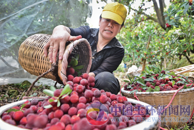 浙江玉环:杨梅开始采摘上市