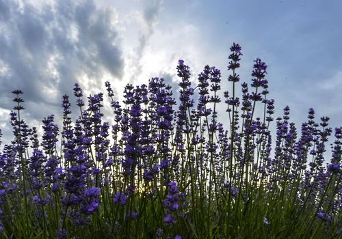 �����½�������«�ݹ����һ��޹�²ݻ��6��19���㣩