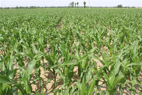 ���ɹ�����������ũҵ�ۺϿƼ�ʾ��԰�����׳��ƺܺ�