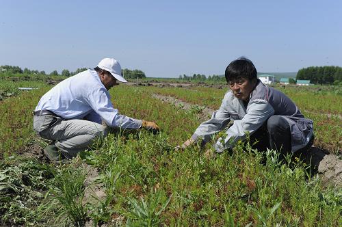 ���ɹŴ��˰��룺��ľ��ҵ������ɫϣ��