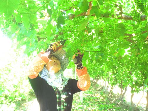 新疆兵团四师良繁场果农及时为葡萄疏果 保质保丰收