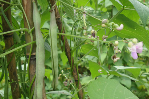 浙江临安本地农家品种“红毛四季豆”重回菜蓝子