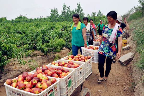 һ����ղ�ժ�µĸ�����ӳ����ũ���Ц����