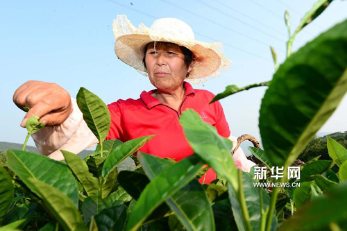 6��25�գ���ɽ�м�����԰�Ĳ�ũ�ڲ�ժ�ʲ衣