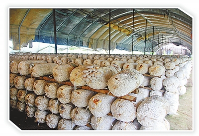 ����ʡũҵ��������Ͽ����ֵ���ƹ�