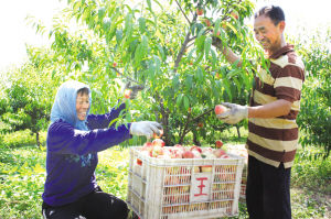 天津西青区新品早桃成熟上市