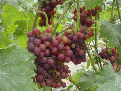 �ຣ�����������ز����ӹ�������׳�