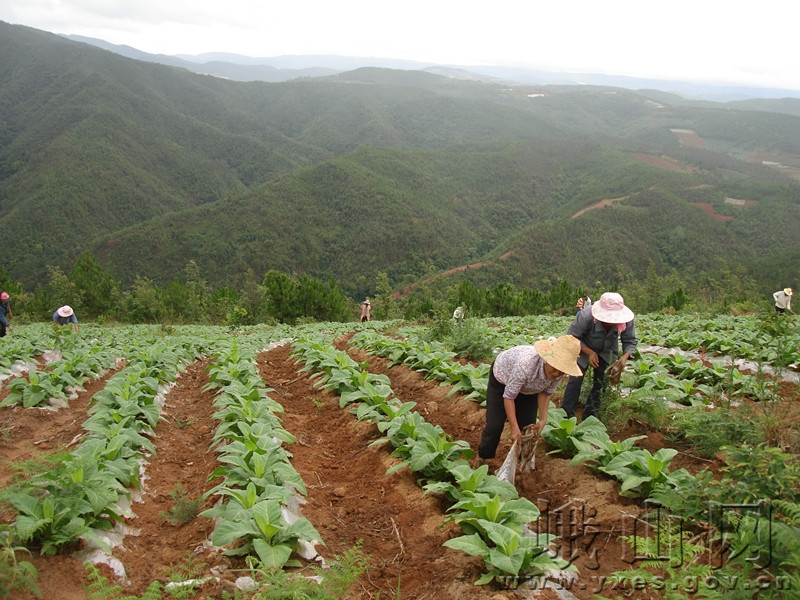 ϪжɽСֵֽ̽ĤƸ߳