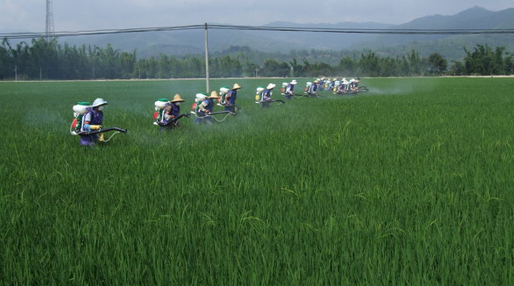 云南勐海县2014年早稻长势喜人丰收在望
