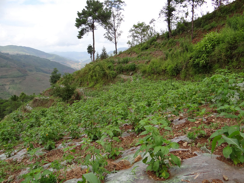 云南新平县平掌乡小米辣硕果累累