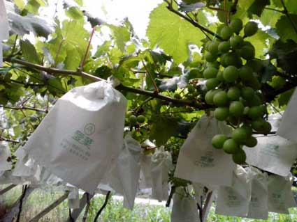 安徽淮南潘集区架河镇将举办首届葡萄采摘节2