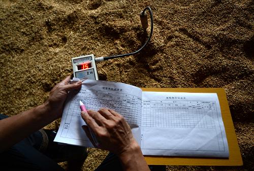 6月27日,一名工作人员在新建的粮仓测量室内温度。该粮仓堆粮线已高达6米。