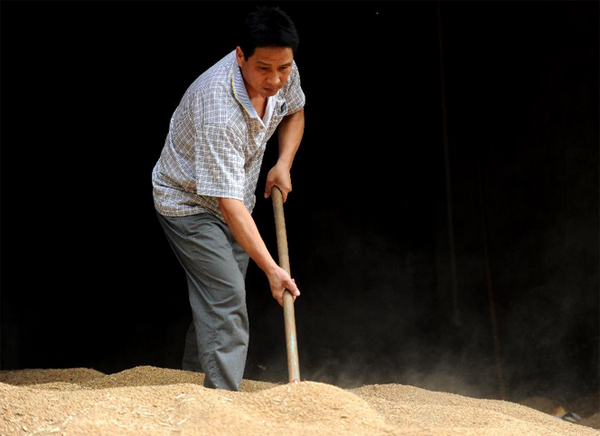 6月27日,在安徽三泰“粮食银行”高庙营业所,负责人史玉立在翻动已收储的粮食。