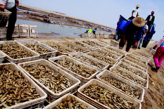 山东无棣县黄河岛3000亩蛏子喜获丰收