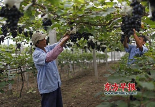上海嘉定马陆葡萄价格高企调查:创始人称每斤40元品牌占了1/3