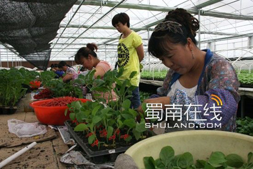 ËÄ´¨£º500ÓàÖÖÊß²ËÐÂÆ·ÖÖÁÁÏà¶ëü