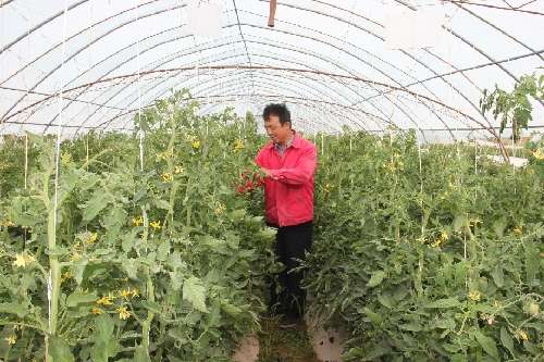 ���������в��ϼӴ����߲˿Ƽ���������