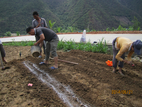 云南临沧临翔区完成市级2014年玉米高产创建新品种展示