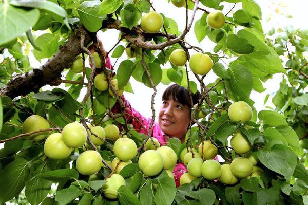 6��30�գ��ӱ�ʡ����������ɽ����ũ�ڲ�ժ���������ӡ�